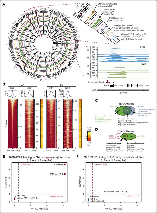 Differential contribution of BMI1 and EZH2 to BC reprogramming. (A) Circos plot displays genome-wide regions bound by BMI1 and EZH2 by ChIP-seq and BC-specific DNA methylation regions. Chromosome 12 is enlarged to illustrate individual tracks. Each track shows the regional accumulation of the respective signals. Of note, in the lowest 2 tracks (changes in BMI1/EZH2 binding), the weaker binding (light color) dominates. Bottom right shows the BMI1 and EZH2 ChIP-seq tracks at a gene locus on chromosome 1, illustrating the consistent binding at a hypermethylated site and weaker binding in BC. (B) ChIP-seq heat maps displaying binding densities of BMI1 and EZH2 at transcription start sites (TSS). TSS of all plots are arranged in the same order defined by BMI1 densities in CP. Data of 1 representative patient out of 3 patients with CP and 3 patients with BC, respectively, is shown. Plots of all samples can be found in supplemental Figure 8A. Averaged binding profiles are plotted on top. Average expression levels of respective genes are shown in red/yellow heat maps (16 patients with CP vs 15 patients with BC from Figure 2). (C) Top GO terms for BMI1- and EZH2-bound genes in CML. (D) Top GO terms for genes that are bound by BMI1 and differentially expressed (FDR < 0.05; Log2FC > 0.58 or <−0.58) after treatment with BMI1 inhibitor (BMI1i) PTC209 of CD34+ BC cells. (E-F) Enrichment analysis of BMI1 and EZH2 binding sites, each based on 3 CP and 3 BC samples, for DNA hypermethylated (red, E) or hypomethylated (blue, F) loci (as defined by 28 patients with CP vs 30 patients with BC in Figure 3A). Fold-enrichment for overlap is shown on the y-axis; negative logarithmic P values for enrichment are shown on the x-axis.