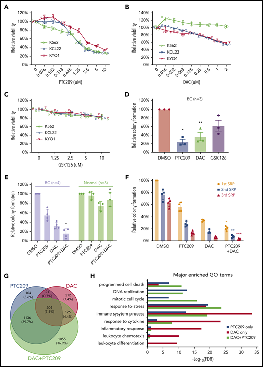 PRC1 and DNA methylation contributes to BC by promoting cell survival and proliferation. MTS assays of 3 CML cell lines that were incubated (3 days) with (A) PTC209, (B) decitabine (DAC), (C) GSK126. Results shown as mean ± standard deviation (n = 3). (D) CFAs showing the effect of PTC209 (2.5 μM), DAC (200 nM), and GSK126 (2.5 μM) on BC CD34+ cells. *P = .006; **P = .023. (E) CFAs showing combination effect of PTC209 and DAC on primary BC and normal CD34+ cells. *P = .0018; ^P = .14. (F) Three rounds of serial replating (SRP) assays were performed with primary CD34+ BC cells. Relative colony formation is a percentage of the number of colonies in each sample relative to that in the first SRP DMSO control. *P = .0003 (1st SRP); **P = .0001 (2nd SRP); ***P = .0026 (3rd SRP). (G) Overlap of differentially expressed genes (log2FC > 0.58 or log2FC < −0.58; FDR < 0.05) induced by PTC209 and DAC (either single or combined). (H) Top GO terms for differentially regulated genes after drug treatment.