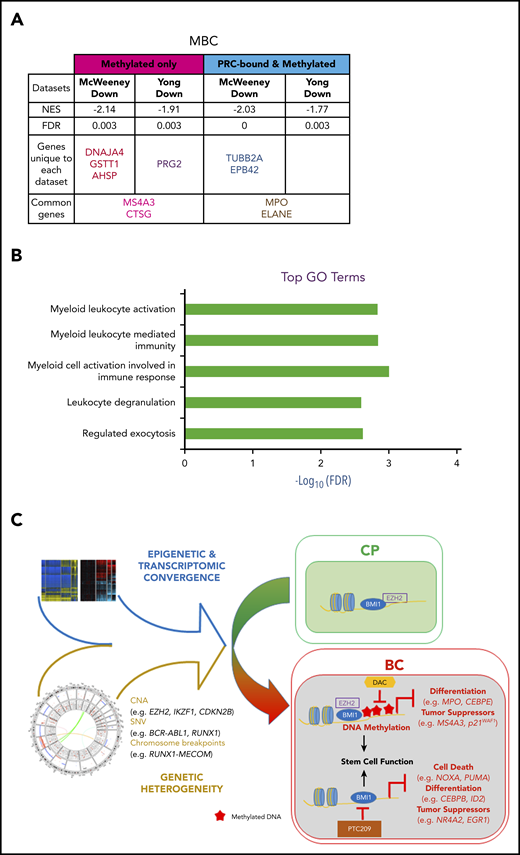 DNA methylation- and PRC-silenced genes in BC predict poor outcome in patients with CP. Table summarizing preranked GSEA results for MBC vs CP (A). Normalized enrichment score (NES), FDR, as well as the identity of the genes that drive the enrichment are provided (for details, see “Methods”; supplemental Tables 39-41). A negative NES value denotes that genes downregulated from CP to BC in our samples are enriched for the indicated data sets. (B) Top GO terms, with FDR scores, for genes in panel A. (C) CP to BC progression model that illustrates that, despite genetic heterogeneity, there is a convergence in progression-specific transcriptomes and methylomes that are driven by BMI1 and EZH2. Specifically, EZH2 directs BC-specific DNA hypermethylation that inhibits cell differentiation and tumor suppressor programs, whereas BMI1 also inhibits cell death.