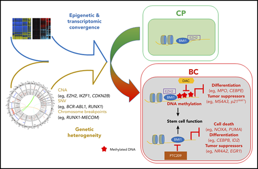 Relatively heterogeneous mutations and the epigenetic state converge to generate a convergent transcriptional program in the transition from CML CP to BC. This convergent state is driven, in part, by interplay between the PRC and DNA methylation and can potentially be antagonized by combinatorial inhibition. CNA, copy number alteration; SNV, single-nucleotide variant. See Figure 7C in the article by Ko et al that begins on page 2337.