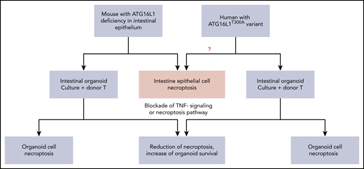 Organoid cultures as a bridge between mouse models and humans: ATG16L1 deficiency in both mouse and human intestinal epithelial cells augments the susceptibility toward necroptosis induced by alloreactive T cells or inflammatory cytokines.