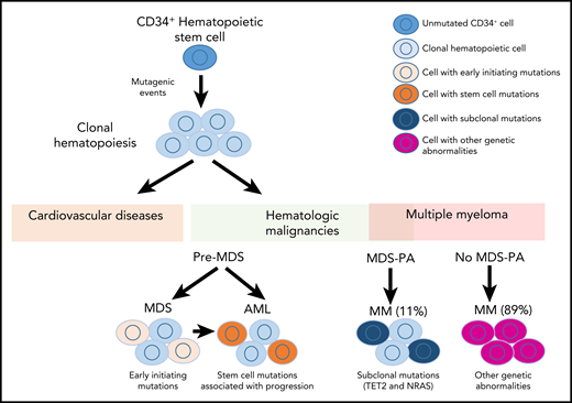 The hypothetical model displaying the phylogenic evolution from clonal hematopoiesis to hematologic malignancies relating to MDS and MM with MDS-PA is displayed here.
