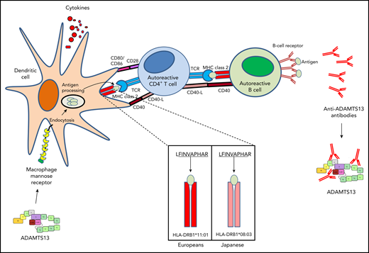Immune response against ADAMTS13. The amino acid residues underlined are those recognized by the major histocompatibility complex (MHC) class 2 complex. CD40-L, CD40 ligand; TCR, T-cell receptor. Adapted with permission from Hrdinová et al.3