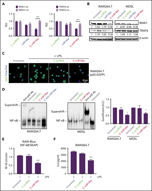 C-miR146a mimic targets upstream regulators of NF-κB signaling. (A) C-miR146a inhibits IRAK1 and TRAF6 expression through a sequence-dependent, on-target effect. HEK293T cells were incubated for 24 hours with 500 nM of C-miR146a, control C-scrRNA, or miR146a alone, and then transfected with WT or mutated IRAK1 or TRAF6 3′UTR luciferase reporter and control Renilla luciferase plasmids. The reporter luciferase activities were evaluated after 48 hours. (B) Reduced protein levels of IRAK1 and TRAF6 in C-miR146a–treated mouse macrophages and human leukemia cells. IRAK1 and TRAF6 protein levels were assessed by using western blot in RAW264.7 and MDSL cells after 48 hours of incubation with 500 nM of the indicated oligonucleotides. Shown are representative results; band intensities were quantified with normalization to β-actin as a loading control. (C) miR-146a mimic delivery prevents nuclear translocation of NF-κB. RAW264.7 cells stably expressing p65-eGFP fusion protein were incubated overnight with 500 nM of C-miR146a or control C-scrRNA and then stimulated with 100 ng/mL of LPS for 4 hours. Translocation of NF-κB/p65 (green) into nuclei (blue) was visualized by using confocal microscopy. (D) C-miR146a inhibits NF-κB DNA binding in target myeloid cells, RAW264.7, or MDSL. Cells were incubated with 500 nM of C-miR146a, C-anti-miR146a, or control C-scrRNA for 48 hours. The NF-κB DNA binding was assessed in nuclear extracts and verified by using p65-specific antibody supershift. Representative blots (left/middle) and the quantification of band intensities combined from 3 experiments (right). (E-F) C-miR146a reduces transcriptional activity of NF-κB in macrophages. RAW-Blue (E) or RAW264.7 (F) cells were incubated overnight with 500 nM of C-miR146a or control C-scrRNA and then stimulated with 100 ng/mL of LPS for 4 hours. The expression of the NF-κB–dependent reporter gene (panel E) or IL-6 secretion (panel F) was assessed by using Quanti-Blue assay or ELISA, respectively. Shown are representative results obtained in 3 independent experiments; means ± SEM. ***P < .001 and *P < .05 compared to untreated groups or as indicated. RLU, relative luciferase unit; SEAP, secreted alkaline phosphatase.