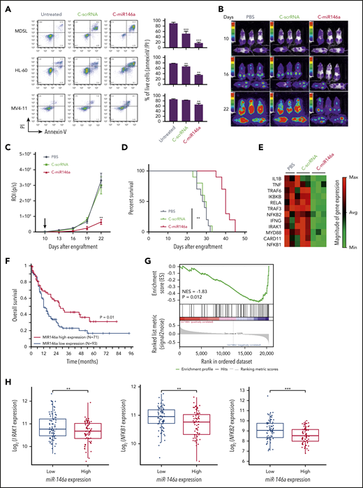 C-miR146a targets NF-κB signaling and inhibits progression of del(5q) MDS and AML. (A) Del(5q) HL-60 or MDSL cells or Flt3 mutation MV4-11 leukemia cells were treated in vitro by using 500 nM of C-miR146a or C-scrRNA for 6 days, and the percentages of live cells were assessed by using flow cytometry. Representative results obtained from 3 independent experiments; means ± SEM. Systemic administration of C-miR146a extended survival of human HL-60 AML-bearing mice. NSG-SGM3 mice engrafted with disseminated HL-60-luc cells were injected daily intravenously by using 10 mg/kg of C-miR146a or C-scrRNA, and leukemia progression was monitored by using bioluminescent imaging (B), leukemia progression (C), and the Kaplan-Meier survival curves (D). Shown are representative results from at least 2 independent experiments; means ± SEM (n = 10). (E) NF-κB pathway gene analysis in HL-60 AML-bearing mice after 10 injections of C-miR146a, C-scrRNA, or PBS (n = 3/group). Total RNA isolated from bone marrow was analyzed by using RT2 Profiler PCR arrays. The clustergram of significantly (>1.5 fold) downregulated genes. (F) Low miR-146a expression is associated with worse overall survival of patients with AML based on The Cancer Genome Atlas data set. The optimal cut-point was identified by using log-rank statistics in a survfit model. The log-rank test P value is shown. (G) Gene Set Enrichment Analysis in AML patients with high versus low miR-146a expression based on The Cancer Genome Atlas data set with a NF-κB gene set from Gene Ontology (70 genes). Samples having both miRNA and mRNA expression data (n = 151) were applied to this analysis. Normalized enrichment score (NES) and P value are shown. (H) Standard boxplots were applied to visualize the distribution of log2-transformed expression of IRAK1, NFKB1, and NFKB2 with the low and high miR-146a expression groups. ***P < .001 and **P < .01 compared to untreated groups or as indicated.