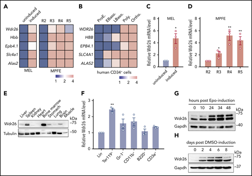 Wdr26 is upregulated during terminal erythropoiesis. (A) Heat maps showing the mRNA sequencing results of Wdr26 and control genes in MEL cells before and after DMSO-induced erythroid-like differentiation (left) and in R2-R5 subpopulations of primary mouse erythroblast23 (right, MPFE). MEL, mouse erythroleukemia cells; MPFE, mouse primary fetal liver erythroblasts. (B) Heat map for WDR26 and control genes in terminally differentiating human erythroblasts.24 Stages of erythroblasts shown include proerythroblast (ProE), early (EBaso) and late (LBaso) basophilic erythroblast, polychromatic erythroblast (Poly), and orthochromatic erythroblast (Ortho). (C-D) Quantitative reverse-transcription-PCR analyses of Wdr26 in differentiating MEL cells (C) and primary mouse erythroblasts isolated from E14.5 mouse fetal liver cells (D). Error bars represent SEM from 3 replicates. *P < .05, **P < .01. (E) Western analysis of Wdr26 in multiple mouse tissues. (F) Wdr26 mRNA expression in different hematopoietic lineages isolated from adult mouse bone marrow. Error bars represent SEM from 3 replicates. **P < .01. (G-H) Western analysis of Wdr26 in (G) primary mouse erythroblasts and (H) differentiating MEL cells. SEM, standard error of the mean.