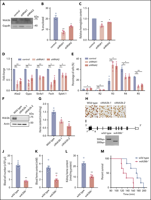 Loss of Wdr26 blocks terminal erythropoiesis. (A) Western analysis confirmed the silencing of Wdr26 by shRNAs in primary mouse erythroblasts. Knockdown of Wdr26 led to reduced (B) enucleation, (C) hemoglobin production, and (D) expression of erythroid-induced genes in mouse primary erythroid progenitors. Error bars represent SEM from 3 replicates. *P < .05, **P < .01. (E) Silencing of Wdr26 led to increased R3 subpopulation and reduced R4 and R5 subpopulations in primary mouse erythroblasts. Error bars represent SEM from 3 replicates. *P < .05, **P < .01. (F) Western analysis confirmed the knockout of Wdr26 in MEL cells. (G) Porphyrin fluorescence assay and (H) o-dianisidine staining showed reduced heme production in differentiating MEL cells. Error bars represent SEM from 3 replicates. *P < .05, **P < .01. (I) Strategy to knock out wdr26b in zebrafish using 2 gRNA targeting sites (arrowheads) and verification by PCR using primers indicated as arrows. (J) Red blood cell number and (K) heme content in the peripheral blood of wdr26b−/− fish were reduced in comparison to the wild-type fish. Error bars represent SEM from 6 animals. **P < .01. (L) The wdr26b-knockout fish showed reduced heme content in the adult hematopoietic tissue kidney. Error bars represent SEM from 5 animals. **P < .01. (M) Survival curve of wild-type (n = 6) and wdr26b−/− (n = 6) fish under hypoxic condition.