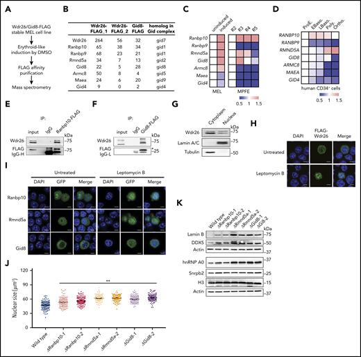 Wdr26 interacts with other Gid proteins to regulate nuclear condensation. (A) Schematic of protein pull-down assays and mass spectrometry pipeline. (B) The Gid proteins pulled down by Wdr26-FLAG or Gid8-FLAG in erythroid-like differentiating MEL cells. (C) mRNA expression of Gid genes in DMSO-induced MEL cells (left) and in R2-R5 subpopulations of primary mouse erythroblasts23 (right). (D) mRNA expression of GID genes in terminally differentiating human erythroblasts.24 Stages of erythroblasts shown are proerythroblast (ProE), early (EBaso) and late (LBaso) basophilic erythroblast, polychromatic erythroblast (Poly), and orthochromatic erythroblast (Ortho). (E-F) Validation of the interaction between Wdr26 and (E) Ranbp10 or (F) Gid8 in erythroid-induced MEL cells. (G) Western blot analysis revealed presence of Wdr26 in both the cytoplasm and nucleus of MEL cells. Lamin A/C and Tubulin were used as controls for subcellular fractionation. (H) Treatment of leptomycin B (60 nM) enhanced the localization of FLAG-Wdr26 in the nucleus of differentiating MEL cells. Scale bars, 5 µm. (I) Ranbp10, Rmnd5a, and Gid8 localized to the cytosol and nucleus; their nuclear localization was enhanced in the presence of 60 nM leptomycin B. (J) Knockout of Ranbp10, Gid8, or Rmnd5a in MEL cells resulted in increased nuclear size during erythroid-like differentiation. At least 100 cells were quantified for each clone. **P < .01. (K) Western analysis of nuclear proteins in DMSO-induced MEL cells that are deficient of Ranbp10, Gid8, or Rmnd5a.