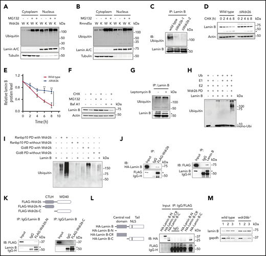 Wdr26 regulates lamin B ubiquitination in differentiating erythroblasts. (A-B) The ubiquitination level in the cytoplasm and nucleus of the chemically induced wild-type, (A) Wdr26-knockout, or (B) Rmnd5a-knockout MEL cells. The proteasome inhibitor MG132 (2.5 μM) was used to inhibit the degradation of ubiquitinated proteins. W, wild type; K, (A) Wdr26-knockout or (B) Rmnd5a-knockout. (C) Ubiquitination of Lamin B was alleviated in Wdr26-knockout MEL cells. *Lamin B. (D) Decreased rate of Lamin B degradation in Wdr26-knockout MEL cells. CHX (100 μg/mL) was used to inhibit protein synthesis. *Cleaved Lamin B. (E) Quantitative analysis of relative Lamin B protein level in panel D. Error bars represent SEM from 3 replicates. **P < .01. The Lamin B level in indicated time points was normalized to 0 hours. (F) Western analysis of Lamin B in DMSO-induced MEL cells treated with the protein synthesis inhibitor cycloheximide (CHX, 100 μg/mL) in combination with the proteasome inhibitor MG132 (2.5 μM) or the vacuolar H+ ATPase inhibitor bafilomycin A1 (Baf A1, 100 nM). (G) Treatment with leptomycin B (60 nM) did not alter the ubiquitination level of Lamin B in MEL cells. *Lamin B. (H) Ubiquitination of Lamin B by Wdr26-FLAG pull-down (PD) fraction in vitro. (I) Ubiquitination of Lamin B by Ranbp10-FLAG or Gid8-FLAG PD fractions derived from wild-type (with Wdr26) or Wdr26-konckout (without Wdr26) MEL cells. (J) Lysates from HEK293 cells transfected with FLAG-Wdr26 and HA-Lamin B were immunoprecipitated with anti-FLAG antibody or immunoglobulin G, and then immunoblotted with anti-HA or anti-FLAG antibodies (left). Ectopically expressed FLAG-Wdr26 was immunoprecipitated by endogenous Lamin B in HEK293 cells (right). *FLAG-Wdr26 (left) or Lamin B (right). (K) The N-terminal CTLH domain of Wdr26 interacts with Lamin B. HEK293 cells were transfected with FLAG-Wdr26-N (1-302 aa) or FLAG-Wdr26-C (303-641 aa). Immunoprecipitates by endogenous Lamin B were analyzed by immunoblotting with anti-FLAG antibodies. *Lamin B. (L) The C-terminal tail region of Lamin B interacts with Wdr26. The HA-tagged Lamin B-N (1-45 aa), Lamin B-CR (36-397 aa), or Lamin B-C (398-615 aa) constructs were transfected into HEK293 cells together with FLAG-Wdr26. The cell lysates were immunoprecipitated with anti-FLAG antibody and immunoblotted using anti-HA antibody. *FLAG-Wdr26. (M) Immunoblotting analysis of lamin B in the peripheral blood of wild-type and wdr26b−/− fish.