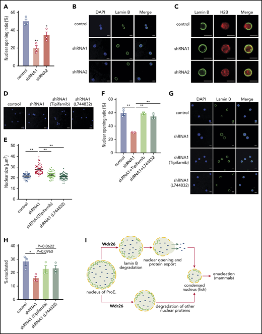 Silencing of Wdr26 results in reduced nuclear opening rate in differentiating erythroblasts. (A) Immunofluorescence assays with Lamin B antibody showed reduced nuclear opening ratio in Wdr26-knockdown primary mouse erythroblasts in comparison with the control shRNA cells at 48 hours after erythropoietin treatment. Error bars represent SEM from 3 replicates. At least 50 cells were quantified for each shRNA. *P < .05, **P < .01. (B) Representative images of panel A. Scale bars, 5 μm. (C) Immunofluorescence analyses of Lamin B and H2B in control and Wdr26-silencing primary mouse erythroblasts at 48 hours after erythropoietin treatment. Scale bars, 5 μm. (D-G) Treatment with farnesyltransferase inhibitors (1 μM Tipifarnib or L744832) rescued the defects of nuclear condensation and nuclear opening in Wdr26-silencing erythroblasts. Shown are representative images of (D) DAPI-stained nuclei and (G) Lamin B immunofluorescence, as well as the quantification of (E) nuclear size and (F) nuclear opening events. Error bars represent SEM from 3 replicates. At least 50 cells were quantified for each treatment condition. **P < .01. Scale bars, 5 μm. (H) Farnesyltransferase inhibitors partially rescued the enucleation defect in Wdr26-silencing erythroblasts. *P < .05. (I) The proposed role of Wdr26 in regulating nuclear protein degradation and nuclear condensation during vertebrate erythropoiesis. ProE, proerythroblast.