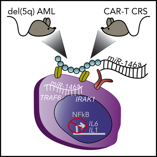 Depiction of 2 different mouse xenograft models of myeloid diseases treated with miR-146a conjugate therapy that enters myeloid cells through surface receptors. (Left) Mouse with human del(5q) AML. (Right) Mouse with human lymphoma that developed myeloid-derived CRS upon treatment with CD19 CAR-T cell therapy. Inside the myeloid cell, the delivered miR-146a targets TRAF6 and IRAK1, that block NF-κB–mediated production of inflammatory cytokines IL1 and IL6. del(5q), deletion of chromosome 5q.