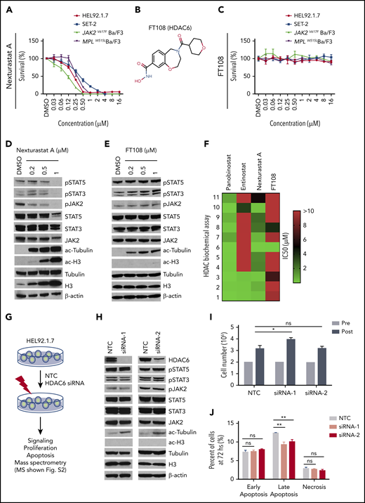 HDAC6 selective inhibitors or siRNA-induced HDAC6 knockdown fails to suppress oncogenic signaling or survival of MPN cells. IC50 for this figure is provided in supplemental Table 3. (A-C) Cell Counting Kit-8 (CCK8) assays were performed similarly throughout in 96-well plates with cells seeded at a density of 0.1 million cells per mL with addition of indicated compounds and incubation at 37°C for 48 hours. CCK8 solution (Dojindo Molecular Technologies, Rockville, MD) was added, and absorbance at 450 nm was measured after 3 hours. Readings were normalized to dimethyl sulfoxide (DMSO)–treated wells. (A) MPN cell lines after treatment with increasing concentrations of nexturastat A. (B) Structure of FT108. (C) Survival after cell lines were treated with FT108 for 48 hours. (D-E) HEL92.1.7 MPN cells with a JAK2V617F mutation were treated with indicated concentrations of (D) nexturastat A and (E) FT108 for 24 hours, and the indicated signaling proteins were assessed by western blot. (F) The IC50 for panobinostat, entinostat, nexturastat A, and FT108 in suppressing each of the indicated HDACs was determined by an enzymatic assay. Color bar indicates concentrations, which ranged from 0 µM (green) to >10 µM (red). (G) Diagram showing experimental design and procedures relevant to panels H-J. (H-J) Signaling pathways, proliferation, and apoptosis were assessed in HEL92.1.7 cells 72 hours after transfection with HDAC6 siRNA or NTC siRNA. Mass spectrometry results are shown in supplemental Figure 2. (H) JAK-STAT pathway, ac-tubulin, and ac-H3 were assessed by western blot in HEL92.1.7 MPN cells treated with HDAC6 siRNA vs cells treated with non-targeting siRNA. (I) HEL92.1.7 MPN cell numbers were counted before and after HDAC6 knockdown. (J) Apoptosis of HEL92.1.7 MPN cells measured by flow cytometry after HDAC6 siRNA-directed knockdown. Statistical analysis was performed using Student t test (comparing NTC in each group). hs, hours; ns, not significant. **P < .01; *P = .01.