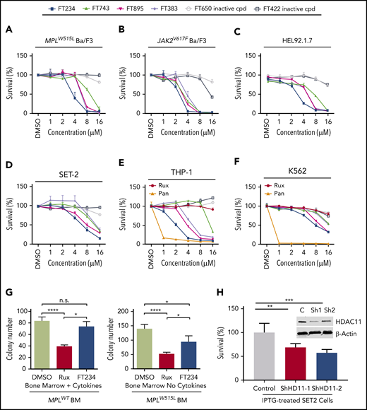 HDAC11 inhibition or silencing suppresses MPN cell survival. (A-D) CCK8 assays were performed to assess survival of mouse and human MPN cell lines, (A) MPLW515L-expressing Ba/F3 cells, (B) JAK2V617F-expressing Ba/F3 cells, and (C) HEL92.1.7 human MPN cells and (D) SET-2 cells treated with several HDAC inhibitors showing various selectivity profiles against HDAC11 (FT234, FT743, FT895, and FT383) or inactive compounds (FT650 and FT422) for 48 hours. Chemical structures not previously published for FT906 (HDAC6/HDAC11) and FT234 (HDAC11) are shown in supplemental Figure 3A-B. Similar experiments described in panels A-D using additional ruxilitinib (Rux) and panobinostat (Pan) treatment of (E) THP-1 and (F) K562 cells. (G) Colony counts from MPLWT or MPLW515L-expressing BM with cytokines to support normal colony growth or without cytokines for expansion of malignant colonies. MPLWT have no colony formation in the absence of cytokines. Supporting data are shown in supplemental Figure 3F for percent GFP and WBC counts of these mice on the day of BM isolation. (H) Inducible non-target control (C) of 2 different HDAC11 shRNAs (Sh1 and Sh2) stably expressed in SET-2 cells was assessed for impact on cell viability using acridine orange (live) and propidium iodine (dead) stain after induction with isopropyl β-D-1 thiogalactopyranoside (IPTG). Western blots conducted to assess HDAC11 protein levels in these cells are shown in the insert. Supplemental Figure 3G shows transient shRNA HDAC11 knockdown in SET2 cells and in JAK2V617F Ba/F3 cells. All experiments were repeated 3 or more times. Statistical analysis was performed using analysis of variance (ANOVA) and P values are indicated. Statistical analysis by two-tailed unpaired Student t test. ****P < .0001; ***P < .001; **P < .01; *P < .05.