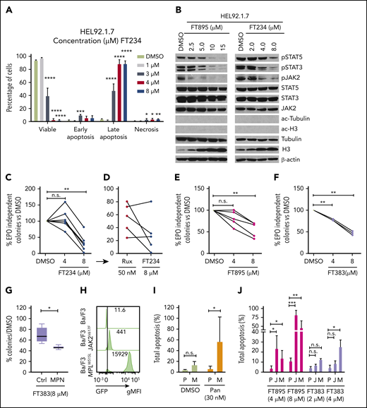 HDAC11-specific inhibitors suppress JAK-STAT signaling, induce apoptosis, and inhibit colony formation in MPN cells and patient samples. (A) HEL92.1.7 MPN cells were treated with FT234 for 16 hours at concentrations of 1, 3, 4, or 8 µM, and the proportion of viable, early apoptotic, late apoptotic, and necrotic cells was measured by flow cytometry. (B) JAK-STAT pathway activation, ac-tubulin, and ac-H3 were detected by western blot in HEL92.1.7 MPN cells treated with the indicated concentrations of FT234 or FT895 for 24 hours. (C-F) EPO-independent colony formation assays were conducted on JAK2V617F-positive MPN patient cells or healthy donor cells treated with FT234, FT895, or FT383 at indicated doses. (C) Treatment with FT234 vs treatment with DMSO vehicle control. (D) Ruxolitinib 50 nM (an established IC50 in similar assays) in a subset of 5 MPN patients treated with FT234 in panel C. (E) FT895 treatment at indicated concentrations vs DMSO control. (F) FT383 treatment at indicated concentrations vs DMSO control. (G) Control (Ctrl) BM cultured in cytokines and BM from MPN patients shown in panel F treated with FT383 (EPO-independent colonies) were compared. Each patient and control sample was analyzed in duplicate. (H) Expression of Gfp-JAK2V617F and Gfp-MPLW515L in transduced Ba/F3 mice was determine by flow cytometry. (I) Total apoptosis of parental Ba/F3 (P) grown in IL-3 and MPLW515L transformed Ba/F3 (M) grown in the absence of IL-3 after 24-hour treatment with DMSO or indicated concentration of panobinostat. Data represent a summary of 2 independent experiments. (J) Apoptosis of parental Ba/F3 (P) grown in IL-3, JAK2V617F transformed Ba/F3 (J), and MPLW515L transformed Ba/F3 (M) grown in the absence of IL-3 after 24-hour treatment relative to DMSO or indicated concentrations of FT895 and FT383. Data represent a summary of 3 independent experiments. Statistical analysis was performed by using ANOVA followed by Dunnett’s multiple comparison test with DMSO group or parental group as control. ****P < .0001; ***P < .001; **P < .01; *P < .05. gMFI, geometric mean fluorescence intensity.