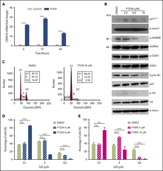 Cell cycle–associated gene expression is modulated by HDAC11 inhibitors that arrest MPN cells in G1. (A) HEL92.1.7 JAK2V617F-positive MPN cell line was treated with 8 μM FT234 or inactive control FT650 for 6, 12, or 24 hours. CDKN1A messenger RNA (mRNA) expression was examined by quantitative reverse transcription polymerase chain reaction. Statistical analysis was performed by using two-tailed unpaired Student t test. (B) Cell cycle–related proteins were measured by western blot in HEL92.1.7 cells treated with FT234 at indicated doses for 12 hours. Asterisks indicate experiments run on a different blot; a β-actin loading control for the blot is provided. (C-D) HEL92.1.7 cells were treated with DMSO (vehicle) or FT234 and (E) FT895 at the indicated doses for 12 hours. Cell cycle was then assessed by flow cytometry, and data were analyzed using ModFit LT software. Multiple Student t tests (compared with DMSO in each group) were performed to assess significant differences. ****P < .0001; ***P < .01.