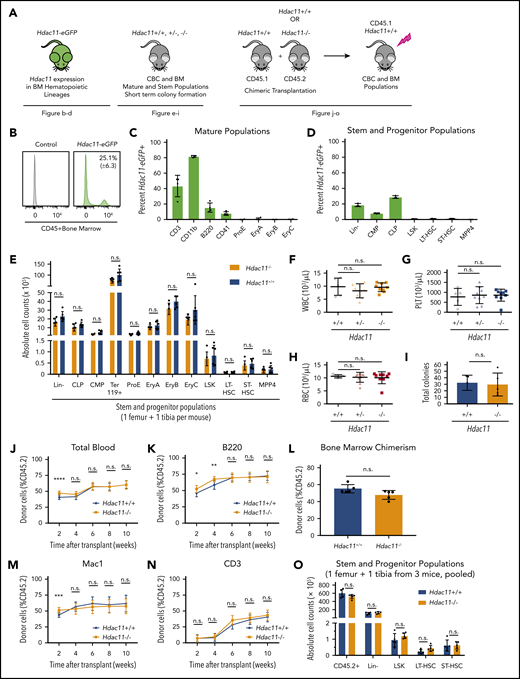 HDAC11 is expressed in mouse BM cell subsets and Hdac11 loss does not interfere with normal hematopoiesis. (A) Schematic of mouse models and experimental design used to assess the role of HDAC11 in normal hematopoiesis. (B-D) eGFP-Hdac11 expression in Tg-Hdac11-eGfp reporter mice53 in BM subpopulation as determined by flow cytometry. (E) Absolute stem and progenitor cell counts from Hdac11−/− and matched Hdac11+/+ from 1 tibia and 1 femur as determined by flow cytometry. The data represent 3 independent experiments with 6 mice per genotype per experiment. (F-H) WBC, platelet (PLT), and RBC counts from Hdac11+/+(n = 5), Hdac11+/− (n = 9), and Hdac11−/− (n = 9) mice (8 weeks old) are shown. (I) In vitro colony formation counts from Hdac11+/+ or Hdac11−/− WBM cells (1 × 104) seeded in methylcellulose media for 7 days. The data represent 2 independent experiments with 2 to 3 mice per genotype per experiment. (J-N) BM cells (1 × 106) from CD45.2 Hdac11+/+ (n = 4) or Hdac11−/− (n = 4) mice transplanted into lethally irradiated recipient mice (n = 15 recipients per genotype) along with CD45.1 recipient BM cells (1 × 106). Donor cell reconstitution in the myeloid (Mac1+ cells), B-cell (B220+), and T-cell (CD3+) lineages from peripheral blood for 2 to 10 weeks after transplantation. (O) BM chimerism and absolute donor cell numbers of lineage-negative (Lin–), LSK, HSPCs (LT-HSCs and ST-HSCs) 10 weeks after transplantation. Flow gating for this experiment and for LT-HSCs and ST-HSCs is shown in supplemental Figure 5B-C). Additional methods for antibodies and instrument settings are provided in supplemental Tables 1 and 2. Additional supporting data are provided in supplemental Figure 5D-L. CLP, committed lymphoid progenitor; CMP, committed myeloid progenitor. Statistical analysis was performed by using multiple two-tailed unpaired Student t test. ****P < .0001; ***P < .001; **P < .01; *P < .05.