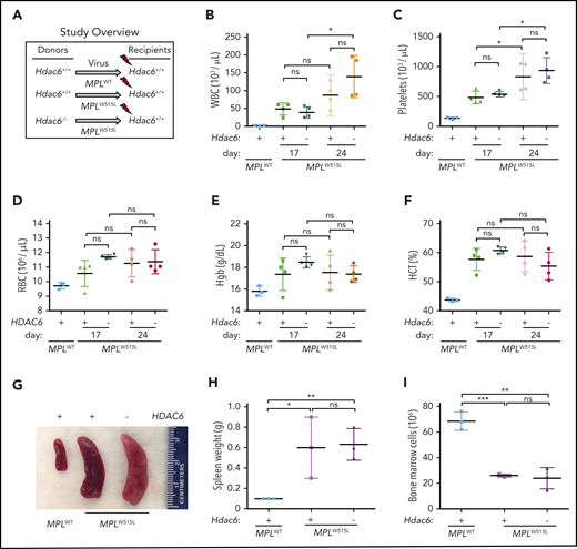 HDAC6 deficiency fails to reduce tumor burden of MPLW515L mice. (A) Schematic showing experiment design. Congenic WT recipient mice received MPLW515L-transduced Hdac6−/− or Hdac6+/+ BM. WT recipients transplanted with MPLWT-transduced BM served as controls. (B) WBC, (C) platelet (PLT) count, (D) RBC counts, (E) hemoglobin (Hgb), and (F) hematocrit (HCT) levels of the indicated transplanted recipient mice were determined on day 18 (the first 2 columns in MPLW515L) and day 25 (the last 2 columns in MPLW515L). (G-H) Mice were euthanized and spleen weights were measured on day 25. (I) BM cells isolated from 2 femurs and 2 tibias from the indicated transplanted recipient mice were counted. Statistical analysis was performed by using multiple two-tailed unpaired Student t test. ***P < .001; **P < .01; *P < .05.