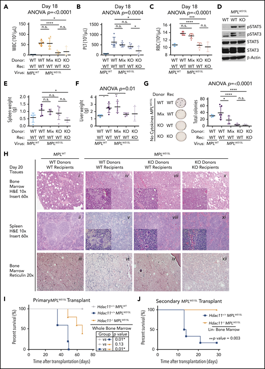 Chimeric transplantation demonstrates a dose-dependent effect of HDAC11 depletion in attenuating MPLW515L-induced disease. (A-C) WT recipients (n = 5 per group) were transplanted with MPLWT- or MPLW515L-expressing BM, or with a 1:1 mixture of MPLW515L-expressing Hdac11+/+ and Hdac11−/− BM. Hdac11−/− recipients also received MPLW515L-transduced Hdac11−/− BM to assess potential effects of HDAC11 deficiency on the BM niche. (A) WBC, (B) platelet, and (C) RBC counts were determined in the indicated transplant recipients (Rec) on day 11 (supplemental Figure 6) and day 18 after transplantation. Statistical analysis was performed by using ANOVA, followed by Dunnett’s multiple comparison test with P < .05. (D) Western blot analyses of pSTAT3 and pSTAT5 were performed with BM cells isolated from the indicated transplant recipient mice. (E-F) Spleen and liver (supplemental Figure 6) weights were measured in the indicated transplant recipient mice on day 20. (G) Colony formation assays were performed with BM cells from indicated groups in methylcellulose media without cytokine addition except in the WT control group, which was supplemented with cytokines. ANOVA was performed followed by multiple comparison test using MPLW515L-transplanted WT donors as control. Two-tailed unpaired Student t test was used to compare WT donors receiving MPLW515L-transduced BM from each group. (H) Histological analysis of spleen and BM harvested at day 20. Hematoxylin and eosin (H&E) staining of the spleen and BM shown at an original magnification of ×10 or ×60 (insert) or reticulin stain shown at an original magnification of ×20 using an Olympus BVC51 microscope fitted with a UPlanFL N lens. (I) Hdac11+/+MPLWT, Hdac11+/+MPLW515L, and Hdac11−/−MPLW515L BM cells were transplanted into recipients (n = 3 to 5 per group). Survival was monitored over 70 days. (J) Lin– cells were enriched from BM of recipient mice that received either Hdac11+/+MPLW515L (n = 9) or Hdac11−/−MPLW515L (n = 10) cells after disease was established to similar levels on the basis of GFP expression (supplemental Figure 7B). Enriched Lin– cells were transplanted into lethally irradiated secondary recipients (n = 6 to 8 per group) and survival was monitored. KO, knockout. Survival statistics were performed by using log-rank (Mantel-Cox) test with P value indicated.37 ****P < .0001; ***P < .001; *P < .05.