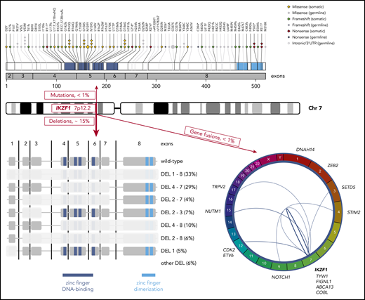 Genetic alterations of the IKZF1 gene at chromosome band 7p12.2 in pediatric ALL. Red boxes indicate the observed approximate frequencies of the different types of genetic aberrations: deletions (bottom left), gene fusions (bottom right), and somatic as well as germline single-nucleotide variants (top). The 2 intronic germline risk variants identified in genome-wide association studies are indicated by their Reference SNP cluster ID. Frequencies (percentages) of the most common specific deletions (DEL) within the group of IKZF1-deleted ALL are indicated in black. Chr, chromosome; UTR, untranslated region.