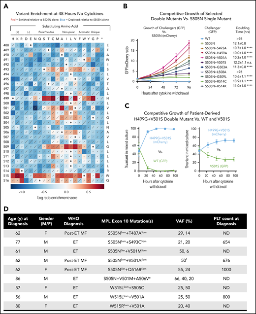 A broad range of second-site TpoR TMD mutations enhance the cytokine-independent activity of the S505N mutant receptor. (A) Sequence-function map showing the results of saturation mutagenesis of human TpoR-S505N TMD (residues 488-516). Color of each square indicates the log ratio enrichment score for variant frequencies in Ba/F3 cells cultured for 48 hours without cytokines compared with the unselected library, according to the scale below the map. Scores reflect variant frequency changes relative to S505N (white squares with dots; score of 0). Red shades indicate enrichment. Blue shades indicate depletion. Diagonal lines are proportional to standard deviations of scores across 6 replicate selections. (B) A selection of double mutants from (A) were tested in a competition assay in which TpoR-S505N (reference) cells expressed mCherry and double mutants (challengers) expressed green fluorescent protein (GFP). Approximately equal numbers of cells (GFP-to-mCherry ratio ∼1) were coseeded in the same well and grown for 96 hours without cytokines. Relative levels of GFP+ and mCherry+ cells were determined daily by flow cytometry and are plotted as the GFP-to-mCherry ratio. Data points represent the mean of 3 technical replicates from 1 of 3 independent experiments performed. Error bars show standard deviations. Data for additional experiments are shown in supplemental Figure 3. Doubling times (mean and standard deviation) were calculated using combined data from all 3 independent experiments. Significance values are given for each challenger’s doubling time compared with that of S505N (1-way ANOVA: ****P < .0001). Doubling times >96 hours indicate rapid death or no measurable growth. (C) Competition assay performed as in panel B testing the patient-derived TpoR H499G+V501S27 double mutant (mCherry) coseeded with GFP-expressing WT (left) or V501S (right). Plots show percentage of GFP and mCherry cells in the mixed cultures over 96 hours of growth. Data points represent the mean of 3 independent experiments. Error bars are standard deviations. (D) MPN patients identified with multiple MPL exon 10 mutations. (E) One variant allele frequency (VAF) value for this patient reflects the frequency of the paired mutations. *Patient with triple MPL exon 10 mutation was also JAK2-V617F+ (VAF 100%). All other patients were WT at JAK2 and CALR exon 9. Where VAF values, knowledge of familial disease, and/or availability of lymphocyte DNA sequences allow differentiation between germline (Ger) and somatic (Som) lesions, individual mutations are marked in superscript. F, female; M, male; MF, myelofibrosis; ND, not determined; PLT, platelet count at diagnosis (×106/mL).
