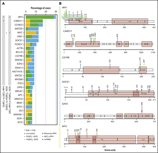 Mutational landscape of 47 pediatric and young adult LBCL cases. (A) Bar graphs show mutated genes in >5% of 47 pediatric and young adult primary LBCL cases excluding mPMBL. Each color bar indicates histological subtypes. An asterisk represents mutated genes significantly enriched in 1 of the subtypes. SNV, single-nucleotide variant. (B) A diagram of the relative positions of driver mutations is shown for IRF4, CARD11, CD79B, SOCS1, EZH2, and MYC genes. x-axes indicate amino acid position: IRF4 domains (DBD, DNA-binding domain; IAD, IRF association domain), CARD11 domains (CARD, caspase activation and recruitment domain; SH, Src homology 3 domain), CD79B domains (IG, immunoglobulin-like; ITAM, immunoreceptor tyrosine-based activation motif), SOCS1 domains (ESS, extended SH2 subdomain; KIR, kinase inhibitory region), EZH2 domains (CXC, cysteine-rich domain; SANT, SWI3-ADA2-N-CoR-TFIIIB domains; WDB, WD-40 binding domain), and MYC domains (HLH, helix-loop-helix; LZ, leucine zipper; MBI/II, Myc box I and II; TAD, transactivation domain).