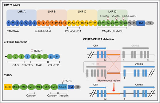 Germline variants identified in patients with CAPS. The single-nucleotide variant location is provided, along with a schematic diagram of the CFHR3-CFHR1 deletion (identified in 3 patients). Exons are indicated as blocks. Short consensus repeats (SCRs) are numbered for both CR1 (C3b/C4b receptor) and CFHR4, with the most common isoforms shown. Binding sites for calcium, integrins, and complement proteins are also shown. Protein domains include LHR, long homologous repeat; TM, transmembrane domain; CR, cytoplasmic region; CLEC, C-type lectin domain; TIME, thrombomodulin EGF-like domain. Regulatory regions include SA, sialic acids; C3b thioester-containing domain (TED); MBL, mannose binding lectin; CA, cofactor activity; DAA, decayed accelerating activity; GAG, glycosaminoglycan.