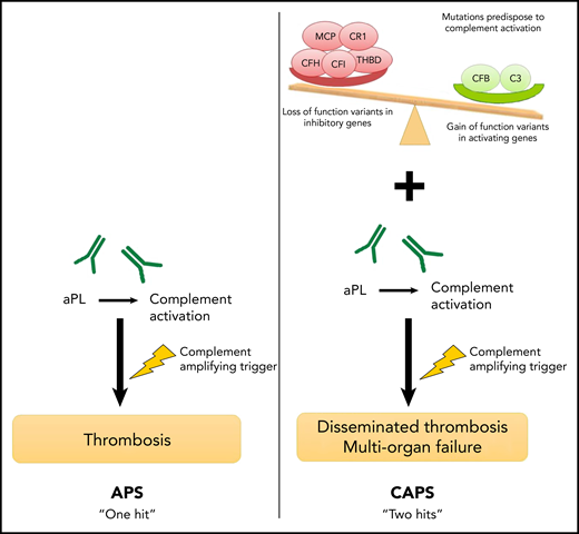 A proposed framework for differences in the mechanisms of APS and CAPS. In APS, a complement-amplifying trigger induces thrombosis in the presence of aPL antibodies such as the lupus anticoagulant, anticardiolipin, or β2GP-I antibodies. The presence of an underlying germline mutation in complement regulatory genes may increase the risk of developing CAPS, a more severe subtype.