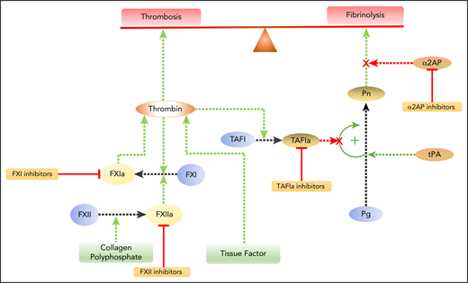 Modulating the balance between coagulation and fibrinolysis. Coagulation initiated by tissue factor exposed at sites of vascular injury results in thrombin generation. Thrombin converts fibrinogen to fibrin and activates platelets, which leads to thrombosis. Feedback activation of FXI by thrombin amplifies thrombin generation. FXI also can be activated via the intrinsic pathway when FXII is activated by collagen exposed at sites of denuding vascular injury or by polyphosphate released from activated platelets. Therefore, inhibitors of FXII or FXI have the potential to attenuate thrombosis. Plasmin (Pn) degrades fibrin to effect fibrinolysis. Plasminogen (Pg) is activated by tissue plasminogen activator (tPA). Fibrinolysis can be enhanced by inhibiting α2-antiplasmin (α2AP), the major inhibitor of Pn, or by inhibiting activated TAFIa. TAFIa attenuates fibrinolysis by releasing C-terminal lysine and arginine residues from degrading fibrin, thereby removing binding sites for Pg and tPA. TAFI is activated by thrombin after it binds to thrombomodulin on the cell surface, a process that links coagulation and fibrinolysis.