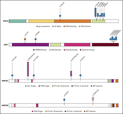 Mapping of protein variants produced by frequently mutated genes. Protein domains of STAT3, JAK1, KMT2C, and KMT2D were annotated according to the Pfam database. Each variant is represented by a colored circle, with missense mutations in blue, nonsense mutations in red, frameshift indel mutations in pink, and in-frame indels in light pink.