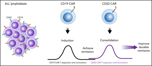 Schematic illustration of a sequential infusion strategy with CD19 CAR T-cell infusion followed by CD22 CAR T-cell infusion. In this model, the first CAR T-cell infusion provides a first attempt at disease-directed therapy, akin to ALL induction therapy. This is followed by a second CAR T-cell infusion that targets an alternative antigen, which provides consolidation-like therapy to further eradicate disease or help maintain remission. Collectively, the 2 sequential infusions help improve remission durability.