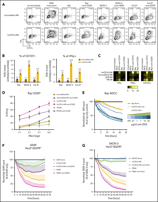 hnCD16-iNK cells demonstrate improved in vitro ADCC against multiple tumor types. (A) hnCD16-iNK cells and unmodified iNK cells produce CD107α and IFN-γ in response to Raji cells with or without anti-CD20 antibody, in response to SKOV-3 cells with or without anti-HER2, and in response to Cal27 cells with or without anti-EGFR. hnCD16-iNK cells or unmodified iNK cells were left unstimulated or were stimulated with a 1:1 ratio of target cells with or without antibody and stained for CD107a and IFN-γ 4 hours later. (B) Quantification of CD107a (left panel) and IFN-γ (right panel) expression by cells in panel A. An increase in CD107a+ or IFNγ+ positive cells in the antibody group was normalized to the without-antibody group (fold increase: antibody/without antibody). Studies were repeated independently 3 times, and data are mean ± standard deviation. (C) Quantification of flow cytometric analysis of TNF-α and IFN-γ production and CD107a surface expression after a 4-hour incubation with culture media only (unstimulated) or with the indicated stimuli. Heat maps quantify the frequency of NK cells that are positive for IFN-γ, TNF-α, or CD107a and are scaled from 0% (black) to 30% (yellow), with background expression subtracted such that unstimulated = 0. (D) ADCC against Raji cells was analyzed using a caspase-3/7 green flow cytometry assay. Raji cells were incubated with NK cells, with or without anti-CD20 antibody, for 4 hours. (E) ADCC against Raji cells was analyzed over a 24-hour period using an IncuCyte real-time imaging system. Anti-CD20 was titrated from 0.001 μg/mL to 20 μg/mL. (F-G) Long-term (66-hour) ADCC assays using the IncuCyte real-time imaging system. ADCC against the lung cancer cell line A549 with and without anti-EGFR mAb (F) and against the ovarian cancer cell line SKOV-3 with and without anti-HER2 mAb (G). Data in panels F-G are presented as the normalized frequency of target cells remaining, where target cells without NK effectors = 100%. Data in panels D-G were repeated independently in 3 separate experiments. ***P < .001, 2-tailed Student t test.