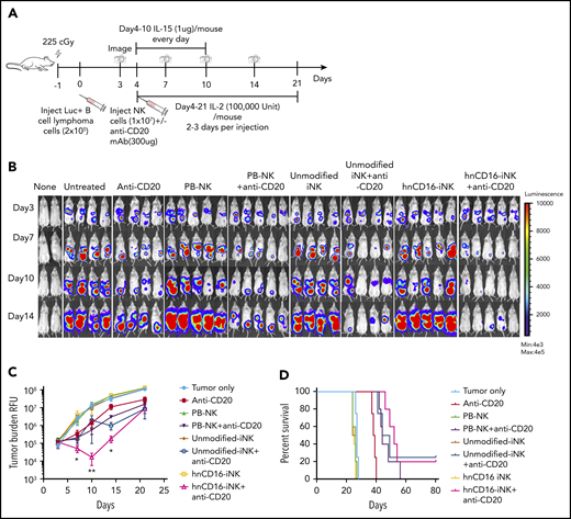 A single dose of hnCD16-iNK cells effectively mediates in vivo ADCC against human B-cell lymphoma. (A) Schema of single-dose NK infusion in vivo study. NSG mice were inoculated intraperitoneally with 2 × 105 Luc-expressing Raji cells, and tumor engraftment was assessed by IVIS imaging 3 days later for a baseline pretreatment reading. On day 4 after transplant, mice were left untreated or were treated with 1 × 107 PB-NK cells, unmodified iNK cells, or hnCD16-iNK cells, alone or in combination with 300 μg of anti-CD20 antibody. Mice were treated with IL-15 for the first week and with IL-2 for 3 weeks, and IVIS imaging was performed to track tumor progression. (B) Tumor burden was determined by BLI. (C) Quantification of IVIS imaging time course. Data are mean ± SEM for the mice in panel B. Data were not significant for anti-CD20 alone vs unmodified iNK cells + anti-CD20 or for PB-NK cells + anti-CD20 at all time points. (D) Kaplan-Meier curve demonstrating survival of the experimental groups. The median survival for the untreated group and the groups treated with anti-CD20, PB-NK cells + anti-CD20, unmodified iNK cells + anti-CD20, and hnCD16-iNK cells + anti-CD20 was 27, 38, 43, 44, and 52 days, respectively. Anti-CD20 vs PB-NK+anti-CD20, P = .0047; anti-CD20 vs unmodified-iNK+anti-CD20, P = .0067; anti-CD20 vs hnCD16-iNK+anti-CD20, P = .0027; PB-NK+anti-CD20 vs hnCD16-iNK+anti-CD20, P = .1098; unmodified-iNK+anti-CD20 vs hnCD16-iNK+anti-CD20, P = .3127; 2-tailed log-rank test. *P < .05, **P < .01, 2-tailed Student t test, anti-CD20 alone vs hnCD16-iNK cells + anti-CD20.