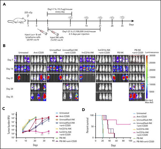 hnCD16-iNK cells effectively mediate ADCC in a human lymphoma systemic tumor model. (A) Flow scheme of IV NK cell infusion in vivo study. NSG mice were inoculated IV with 2 × 105 Luc-expressing Raji cells. On day 1 after transplant, mice were left untreated or were treated with 1 × 107 PB-NK cells, unmodified iNK cells, or hnCD16-iNK cells, alone or in combination with 300 μg of anti-CD20 antibody. NK cells were supported by injection of IL-15 for the first week and by injection of IL-2 for 3 weeks; IVIS imaging was performed weekly to track tumor progression. (B) Tumor burden was determined by BLI over the first 35 days. (C) IVIS imaging time course. Data are mean ± SEM for the mice in panel B. (D) Kaplan-Meier curve representing the percent survival of the experimental groups. The median survival was not reached in the hnCD16-iNK + anti-CD20 group. Anti-CD20 vs untreated, P = .0021; anti-CD20 vs hnCD16-iNK+anti-CD20, P = .0269; hnCD16-iNK+anti-CD20 vs PB-NK+anti-CD20, P = .0342; hnCD16-iNK+anti-CD20 vs umnodified-iNK+anti-CD20, P = .0350; 2-tailed log-rank test. *P < .05, **P < .01, ***P < .001, hnCD16-iNK+anti-CD20 vs umnodified-iNK+anti-CD20, 2-tailed Student t test.