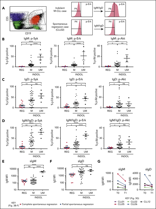 Spontaneously regressed CLL tumors are characterized by weak BCR-signaling response and sIgM expression. FACS analysis of the gated CLL fraction of PBMCs. BCR-signaling responses to IgM and IgD stimulation were assessed by phosphoflow using fresh blood samples. Cells were stimulated with anti-human IgM and/or IgD F(ab′)2 antibodies prior to acquisition on a flow cytometer. Combined IgM and IgD stimulation reflects BCR stimulation in vivo, whereas separate IgM and IgD stimulation allows dissection of the relative contribution of IgM and IgD responses to the overall BCR-signaling response in each comparator group. (A) Left panel, The CD19+CD5+ CLL population (shown in red) was gated and analyzed for the phosphorylation of Syk, Erk, and Akt, with the CD19−CD5+ T-cell population (shown in blue) being used as the internal negative control. The positive vs negative gate for p-Syk, p-Erk, and p-Akt was set such that 99% of unstimulated cells would fall within the negative gate. Right panel, Example histograms showing results of a typical indolent M-CLL case and a spontaneous regression case with combined IgM/IgD stimulation. Phosphoprotein response to (B) IgM, (C) IgD, or (D) combined IgM and IgD BCR stimulation, as well as CLL cell-surface (E) IgM (sIgM) and (F) IgD (sIgD) expression. Spontaneous regression cases (REG; n = 14) from the regression time point (T1) were compared against indolent (INDOL) M-CLL (n = 35) and UM-CLL (n = 4) cases. Complete and partial spontaneous regression cases are represented by red and blue dots, respectively, as shown. (G) Expression of sIgM and sIgD was compared between 2 sequential time points in individual spontaneous regression cases. T0 and T1 represent the diagnostic and the regression time point, respectively. Each colored line represents a specific case as indicated. Statistical significance was determined using 1-way ANOVA with Bonferroni post hoc analysis for cohort comparison and the 2-tailed paired Student t test for time point comparison. Statistical significance is indicated by *P < .05, **P < .01, ***P < .001, and ****P < .0001. MFI, mean fluorescence intensity; ns, comparisons that are not statistically significant.
