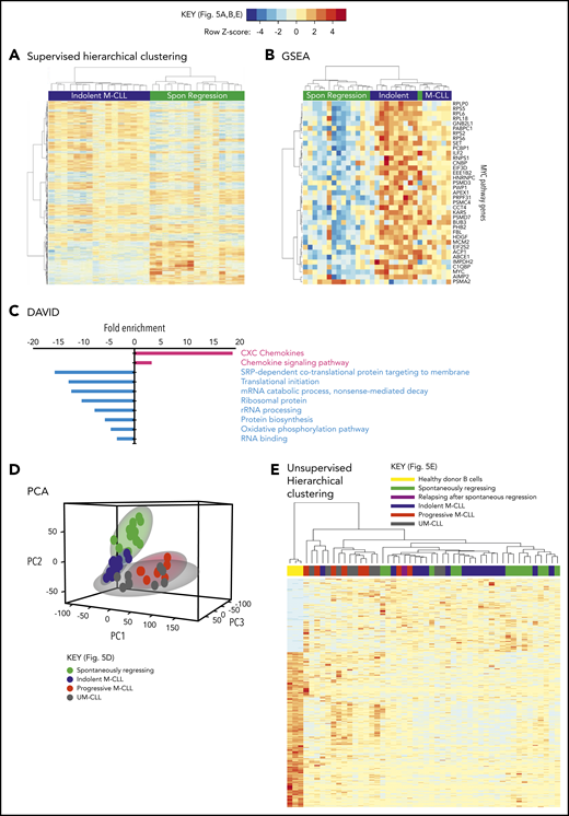 Spontaneously regressed CLL tumors exhibit a distinct transcriptomic profile. RNA-seq was carried out on sorted CD19+CD5+ CLL cells from subjects with spontaneous CLL regression (n = 15, from the regression time point), indolent M-CLL (n = 16), progressive M-CLL (n = 8) and UM-CLL (n = 8), or on isolated B cells from healthy donors (n = 3). (A) Gene-expression profiles of spontaneously (Spon) regressed tumors were compared against that of age-matched indolent M-CLL tumors, by 1-way ANOVA with Tukey post hoc analysis. Hierarchical clustering analysis demonstrates differential gene expression between spontaneously regressed and indolent M-CLL. (B) Gene set enrichment analysis (GSEA) showing differential expression of MYC and Myc target genes in spontaneously regressed vs indolent M-CLL tumors. (C) Database for Annotation, Visualization, and Integrated Discovery (DAVID) analysis showing enrichment of biological processes in spontaneously regressed CLL relative to indolent M-CLL. Biological processes that are upregulated in spontaneously regressed CLL are indicated in red, whereas those that are downregulated in these tumors are indicated in blue. (D) Multidimensional principal component analysis (PCA) of all samples by partial least squares discrimination (PLS-DA) showing distinct clustering of spontaneous regression cases. (E) Unsupervised hierarchical clustering analysis of all samples showing clustering of spontaneous regression cases overlapping with indolent M-CLL cases. rRNA, ribosomal RNA; SRP, signal-recognition particle.