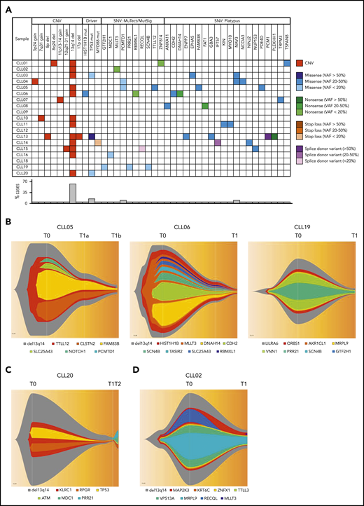 Genomic landscape of spontaneously regressing CLL tumors. WES data initially analyzed using standard bioinformatics criteria, subsequently underwent further selection to minimize artifacts and focus on variants of potential functional significance. The selected variants were predicted to be truncating or frameshift, missense mutations predicted to be deleterious, variant allele frequency ≥ 20% and could be validated by Sanger or RNA-seq. (A) The genomic landscape of 18 spontaneously regressed sorted CD19+CD5+ CLL tumors is displayed. The CNV data of each spontaneous regression case is combined with their respective SNV data obtained from WES. Different types of genomic events are represented by different colors, with the color code displayed adjacent to the table. The frequency of each genomic event is represented in the bar chart beneath the table. (B-D) Fish plots of somatic variants in sorted CD19+CD5+ CLL cells from (B) CLL05, CLL06, and CLL19 showing clonal equilibrium during the course of spontaneous regression, (C) CLL20 showing clonal equilibrium followed by clonal evolution during CLL relapse after spontaneous regression, and (D) CLL02 showing clonal fluctuation during regression. T0, T1, and T2 represent the diagnostic, regression, and relapse time points, respectively.