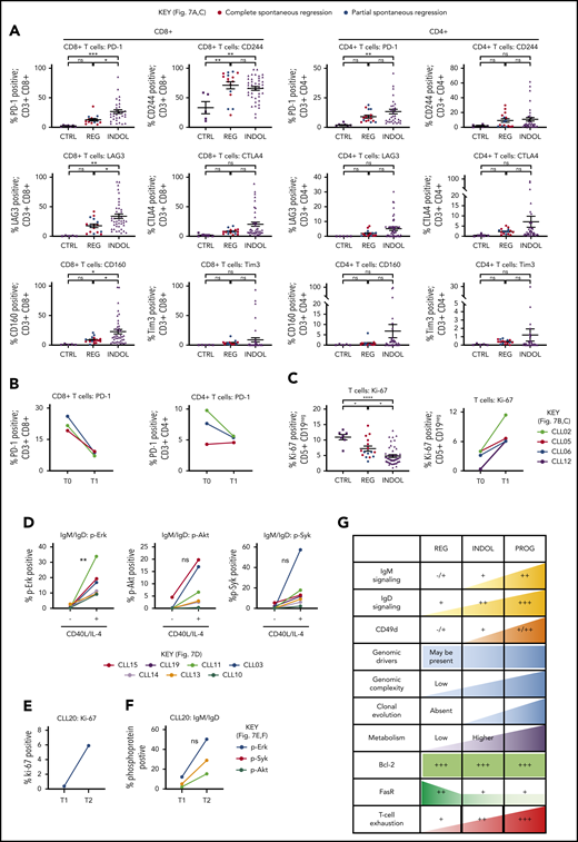 T-cell phenotypic features of spontaneously regressing tumors, reactivation of BCR signaling associated with relapse following spontaneous CLL regression, and biological processes underpinning spontaneous CLL regression. FACS analysis of the gated T-cell population of CLL PBMCs. (A) PD-1, LAG3, CD160, CD244, CTLA4, and Tim3 expression on CD4+ and CD8+ T cells in spontaneous regression cases (REG; n = 16) from the regression time point (T1) was compared against indolent cases (INDOL; n = 31) and age-matched healthy controls (CTRL; n = 6). (B) PD-1 expression in T cells was compared between the diagnostic (T0) and regression (T1) time points in individuals with spontaneous CLL regression. (C) Ki-67 expression in T cells of spontaneous regression cases (CTRL; n = 16) from the regression time point (T1) was compared against indolent cases (INDOL; n = 31) and age-matched healthy controls (CTRL; n = 6) and also between the diagnostic (T0) and regression (T1) time points in individuals with spontaneous CLL regression. (D) PBMCs from spontaneously regressed cases at maximal regression (n = 7) were incubated at 37°C for 48 hours in the presence and absence of CD40L-expressing fibroblasts and IL-4 (25 ng/mL), after which the CLL population was analyzed for Erk, Akt, and Syk phosphorylation in response to combined IgM/IgD BCR stimulation. Expression of (E) Ki-67 and (F) phosphoprotein response to combined BCR stimulation of PBMCs with anti-human IgM and IgD F(ab′)2 antibodies were compared between the regression (T1) and relapse (T2) time points of CLL20. (G) Schematic diagram illustrating the key biological processes underpinning spontaneous CLL regression (REG) and key differences as compared with nonregressing indolent (INDOL) and progressive (PROG) CLL. Statistical significance was determined using 1-way ANOVA with Bonferroni post hoc analysis between CLL cohorts and the paired Student t test between time points or stimulus. Statistical significance is indicated by *P < .05, **P < .01, ***P < .001, and ****P < .0001. ns, comparisons that are not statistically significant.