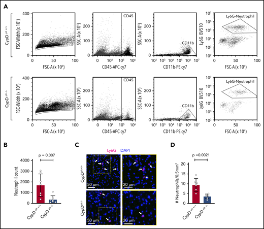 Platelet CypD mediates the recruitment of neutrophils to the brain following cerebral ischemia-reperfusion injury. Male and female CypDplt−/− mice or littermate controls (CypDplt+/+) were subjected to 1 hour of cerebral ischemia followed by 23 hours of reperfusion (tMCAO). (A) Representative dot plots displaying gating strategy for the flow cytometric quantification of neutrophils recruited to the brain. Neutrophils were identified as single cells that were CD45high, CD11b+, and Ly6G+. (B) Quantification of the number of neutrophils in the ischemic hemisphere analyzed by flow cytometry 24 hours after stroke. (C) Representative images of neutrophil (Ly6G, magenta) staining in ischemic brain tissues 24 hours after stroke. Neutrophils are denoted by white arrows. Blue staining shows nuclei (DAPI). Boxes (in left panels) are shown enlarged (right panels). (D) Quantification of the number of neutrophils in ischemic brain tissues analyzed by immunohistochemistry 24 hours after stroke. Four sections throughout the brain were analyzed in each mouse.