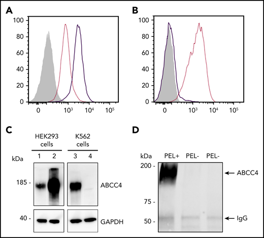The ABCC4 transporter carries the PEL blood group antigen. (A) Cell surface expression of the PEL antigen in ABCC4-transfected HEK293 cells. HEK293 cells stably transfected with ABCC4 cDNA (thick lines) or an empty vector (dotted lines) were labeled with an anti-PEL and analyzed by flow cytometry. The gray profile corresponds to cells incubated with the secondary antibody only. (B) Surface level of PEL antigen on K562 cells transfected with plasmid allowing expression of Cas9 nuclease in combination with guide RNA-guide targeting exon 8 of ABCC4 (thick line) or Cas9 nuclease alone without guide RNA-guide (dotted lines). The gray profile corresponds to cells incubated with the secondary antibody only. (C) Western blot analysis of ABCC4 expression in HEK293 and K562 cells. Fifty micrograms of proteins from lysates of ABCC4-transfected (lane 2) or control (lane 1) HEK293 cells and ABCC4-knockout (lane 4) or control (lane 3) K562 cells were resolved by SDS-PAGE under reducing conditions and probed with a monoclonal anti-ABCC4 antibody. Glyceraldehyde-3-phosphate dehydrogenase (GAPDH) was used as a loading control. (D) Anti-PEL eluate is able to immunoprecipitate ABCC4 from RBC membrane extracts of PEL-positive subjects, but not from 2 PEL-negative subjects. Immune complexes were analyzed by polyacrylamide gel electrophoresis under reducing conditions with heat denaturation, followed by western blot analyzes using the monoclonal anti-ABCC4.