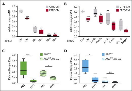 The BMP type I receptor ALK3 is functionally important for hepcidin suppression by ERFE/EPO in primary hepatocytes and in mice. (A-B) Primary hepatocytes were transfected with negative control (Ctrl), Alk2, Alk3, ActrIIa, Actrllb, or Bmpr2 siRNA (80 nM) for 30 hours, followed by treatment with conditioned medium containing 50% (vol/vol) cell supernatant from control HEK293T cells (CTRL-CM) or HEK293T cells overexpressing ERFE (ERFE-CM)2 for 15 hours. Panel A, n = 4 independent experiments; panel B, n = 5 independent experiments. Hepatocyte-specific Alk2-deficient mice (C, Alk2fl/fl;Alb-Cre), hepatocyte-specific Alk3-deficient mice (D, Alk3fl/fl;Alb-Cre) and their respective controls (Alk2fl/fl or Alk3fl/fl; n = 4-8 per group) at 8 weeks of age were given 1 intraperitoneal dose of EPO (200 U per mouse) or PBS, and livers were collected after 15 hours. Relative hepcidin (Hamp) mRNA levels were determined by using quantitative reverse transcription–polymerase chain reaction. Transcripts were normalized to Rpl19 (in cells) or 18S (in mice) as internal controls, and the average of Ctrl cells treated with CTRL-CM or the respective Alk2fl/fl or Alk3fl/fl control mice was set to 1. Data are presented as box plots with minimum to maximum whiskers. *P < .05, **P < .01, ***P < .001 relative to the indicated control by the Student t test or Mann Whitney U test. ns, not significant.