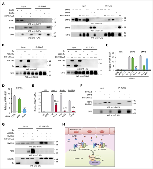 ERFE binds BMP2/6 heterodimer and inhibits hepcidin expression by sequestering BMP2/6 from binding to ALK3. (A) 0.5 μg (+), 2 μg (++), 6 μg (+++) BMP2, or 0.5 μg (+) BMP6 were incubated with 0.3 μL (+), 1 μL (++), or 3 μL (+++) of ERFE-FLAG at 52.9 ng/μl. (B,F-G) 0.5 μg (+) or 2 μg (++) ALK3-Fc, ALK2-Fc, Fc, BMP6, or BMP2/6 were incubated with 0.3 μL (+), 1 μL (++), or 3 μL (+++) of ERFE-FLAG at 52.9 ng/μL. Three percent of the total mixture was saved as input. Samples were immunoprecipitated (IP) with anti-FLAG M2 affinity gel (A-B,F) or protein A agarose (G) in 500 μL of NETN buffer (100 mM NaCl, 1 mM EDTA, 20 mM Tris-HCl, pH 8.0, and 0.5% Nonidet P-40) supplemented with 1× protease inhibitor cocktail (MilliporeSigma P8340) at 4°C overnight. This was followed by elution with 150 μg/mL 3× FLAG peptide in Tris-buffered saline at 4°C for 30 minutes (A-B,F) or 2× Laemmli buffer containing 100 mM of β-mercaptoethanol at 95°C for 5 minutes (G) before sodium dodecyl sulfate–polyacrylamide gel electrophoresis and immunoblot analyses. Experiments were repeated 3 times, with 1 representative blot shown. (C-D) Hep3B cells were transfected with 40 nM of ALK2 or ALK3 siRNA for 30 hours, serum-starved overnight with 1% fetal bovine serum, and treated with PBS or 5 ng/mL of BMP2, BMP6, or BMP2/6 for 6 hours. (E) Hep3B cells were transfected with 200 ng of complementary DNA encoding Erfe or pCMV6-entry empty vector (CTRL) for 48 hours and treated with PBS or 5 ng/mL of BMP2, BMP6, or BMP2/6 in growth medium containing 1% fetal bovine serum for 6 hours. Panels C-E, n = 3 independent experiments. Data are presented as mean ± SEM. **P < .01, ***P < .001 relative to the respective control by the Student t test or one-way analysis of variance with Tukey’s post hoc test. (H) Proposed model depicting ERFE’s mechanism of action: BMP2/6 heterodimeric ligand is secreted by liver endothelial cells and binds to the BMP receptor complex that has been proposed to contain two BMP type II receptors (RII), two type I receptors in the form of ALK3/ALK3 homodimers or ALK2/3 heterodimers, the coreceptor hemojuvelin (HJV), and possibly other interacting proteins, including HFE, transferrin receptor 2 (TFR2), and neogenin (Neo).10,14,17 Activated type I receptors phosphorylate SMAD1/5/8 proteins, which complex with SMAD4 and translocate to the nucleus to induce hepcidin transcription. In the context of erythropoietic drive, secreted ERFE binds to BMP2/6 to prevent BMP2/6 from binding and activating the BMP receptor complex, thereby suppressing hepcidin transcription.