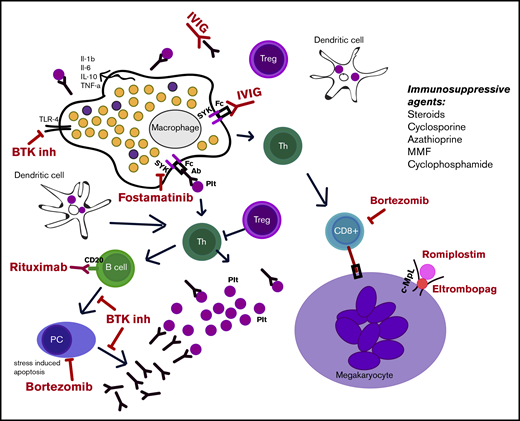 Illustration of the different mechanisms of action of ITP medications. Immunosuppressive agents are also listed. Ab, antibody; BTK inh, BTK inhibitor; c-MpL, thrombopoietin receptor; IL, interleukin; MMF, mycophenolate mofetil; PC, plasma cell; Plt, platelets; Th, helper T cell; TLR-4, Toll-like receptor-4; TNF-α, tumor necrosis factor-α; Treg, regulatory T cell.