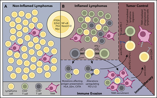 Inflamed and noninflamed lymphoma environments. (A) A noninflamed lymphoma environment. This lymphoma lacks infiltration by T cells. Oncogenic alterations that may contribute to poor immune cell infiltration/activation in noninflamed lymphomas are shown (PTEN, EZH2, TP53, MYC). Because of the lack of immune recognition, genetic alterations associated with escape from immune surveillance are typically lacking. This lymphoma would be predicted to be resistant to immune CBT therapy with anti–PD-1 or anti–PD-L1 antibodies. (B) An inflamed lymphoma environment. This lymphoma environment is enriched in infiltrating immune cells, including CD4+ and CD8+ T cells. Oncogenic signaling pathways that may promote an inflammatory lymphoma environment, such as NF-κB and NOTCH, are shown. In response to selective pressure from an ongoing antilymphoma immune response, the lymphoma cells have acquired genetic alterations that enhance expression of PD-L1/2 and that lead to defective antigen presentation to T cells. This lymphoma has also recruited numerous TAMs. As such, this lymphoma would be expected to be susceptible to immunotherapy with PD-1 or PD-L1 blockade therapy, and might also be more responsive to immunotherapy with antibodies that block CD47/SIRPα interactions.