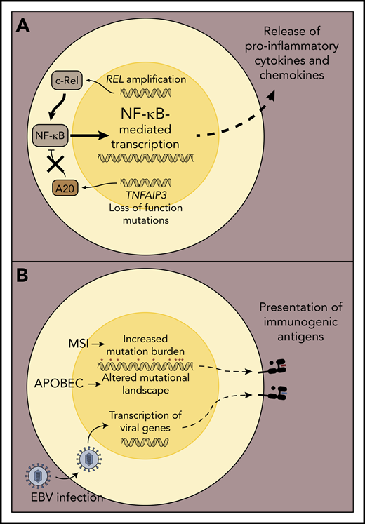 Mechanisms associated with inflamed lymphoma environments. (A) Acquisition of oncogenic alterations that drive increased expression of NF-κB pathway members or those resulting in the deletion or inactivation of NF-κB regulatory genes culminate in enhanced lymphoma cell-intrinsic NF-κB signaling and transcription of pro-survival genes, as well as those encoding pro-inflammatory cytokines and chemokines. The latter may lead to enhanced recruitment and sustained activation of immune cells in the lymphoma environment. (B) A subset of inflamed lymphomas, including cHL and PMBL, exhibit microsatellite instability and/or apolipoprotein B mRNA editing enzyme, catalytic polypeptide-like (APOBEC) mutational signatures, which have been associated with increased generation of neo-antigens that can be targeted by host T cells. Alternatively, malignant cells in some cHL and DLBCL are associated with EBV infection, and EBV-derived viral epitopes can drive T-cell responses, particularly in the context of cHL.