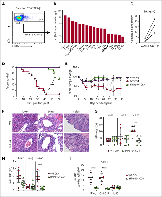 Bhlhe40 regulates CD4+ T-cell-mediated pathological damage in the colon during GVHD. (A) Representative dot plot depicting CD4+ CD11c+ and CD4+ CD11c− T-cell populations that were sorted for subsequent RNA sequence analysis. (B) Waterfall plot showing selected genes from RNA sequencing analysis from sorted splenic CD4+ CD11c+ and CD4+ CD11c− T cells. Data are expressed as log2 (expression in CD4+ TCRβ+ CD11c+/expression in CD4+ TCRβ+ CD11c−) and represent the mean of 3 independent samples. (C) mRNA expression of Bhlhe40 in sorted CD4+ CD11c+ vs CD4+ CD11c− T cells. The expression of 18s rRNA was used as an internal control. Fold change expression was normalized to the median expression of Bhlhe40 over 18s in CD11c− cells. Data are from 3 independent sorted samples of pooled splenocytes from 5 mice. (D, E). Lethally irradiated Balb/c mice were transplanted with Rag-1−/− BM alone (5 × 106) or together with purified CD4+ T cells (1.1 × 106) from bhlhe40−/− or WT sex-matched littermate controls. Overall survival is depicted in panel D, and serial weight curves expressed as a percentage of pretransplant weight in panel E. Results are from 3 independent experiments with 9 to 15 mice per group. (F-I). Irradiated Balb/c mice were transplanted with Rag-1−/− BM alone (5 × 106) plus purified CD4+ T cells (0.9 × 106) from bhlhe40−/− or WT sex-matched littermate controls. (F). Representative hematoxylin and eosin-stained sections of the liver, lung, and colon of transplant recipients from each cohort. Original magnification is 100× for photomicrographs. (G) Pathological scores of liver, lung and colon 21 days posttransplantation, using a semiquantitative scoring system, are depicted. Results are from 2 experiments (n = 9-10/group). (H) Total number of CD4+ T cells isolated from liver, lung, and colon of recipient mice 21 days posttransplantation. (I) Absolute number of CD4+ T cells producing IFN-γ, GM-CSF, and IL-10 in the colon. Results are from 2 experiments for panels H-I (n = 8-9/group). *P < .05; ***P < .001; ****P < .0001.
