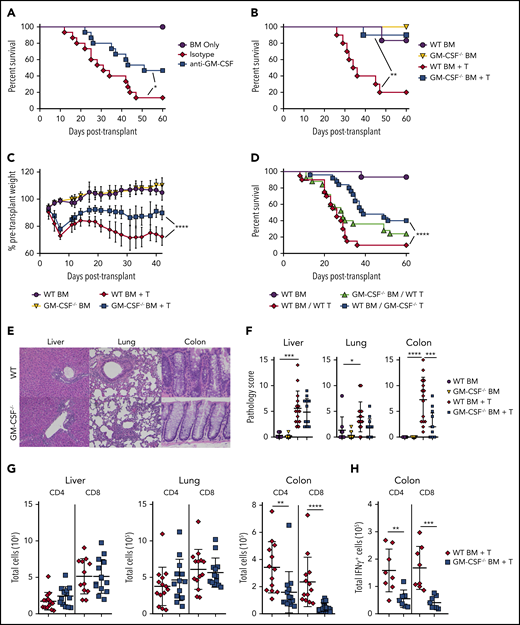 Donor T-cell–derived GM-CSF drives lethal GVHD. (A) Lethally irradiated Balb/c mice were transplanted with B6 BM alone (n = 9) or together with B6 spleen cells (adjusted to yield an αβ+ T-cell dose of 0.85 × 106). Animals receiving adjunctive splenocytes were treated intraperitoneally with 0.5 mg rat IgG (n = 15) or anti-GM-CSF antibody (M250; n = 15) weekly for 5 weeks. Results are from 3 experiments. (B-C) Irradiated Balb/c were transplanted with BM alone from B6 (n = 6) or GM-CSF−/− (n = 6) donors or BM and spleen cells from B6 (n = 10) or GM-CSF−/− animals (n = 10). Overall survival is depicted in panel B, and serial weight curves expressed as a percentage of pretransplant weight in panel C. Results are from 2 experiments. (D) Balb/c mice were transplanted with B6 BM cells (n = 15), B6 BM plus B6 spleen cells (adjusted to yield an αβ+ T cell dose of 0.85 × 106; n = 20), B6 BM plus an equivalent number of GM-CSF−/− spleen cells (n = 25), or GM-CSF−/− BM and B6 spleen cells (n = 25). Overall survival is shown. Results are cumulative results from 5 experiments. (E-H) Balb/c mice were transplanted with BM and spleen cells (adjusted to yield an αβ+ T cell dose of 0.8 × 106) from B6 or GM-CSF−/− mice. Balb/c mice transplanted with B6 BM only served as controls. (E) Representative hematoxylin and eosin-stained sections of the liver, lung, and colon of transplant recipients from each cohort. Original magnification is 100× for photomicrographs. (F) Pathological scores of liver, lung, and colon tissue harvested from animals 21 days posttransplantation using a semiquantitative scoring system are depicted. Data are from 3 experiments with 9 to 15 mice/group. (G) The total number of donor-derived CD4+ or CD8+ T cells isolated from the liver, lung, and colon is shown on day 21 posttransplantation. Data are from 3 independent experiments (n = 13-15/group). (H) The total number of donor-derived CD4+ IFN-γ+ or CD8+ IFN-γ+ T cells in the colon 21 days posttransplantation. Results are from 2 experiments (n = 8 mice/group). *P < .05; **P < .01; ***P < .001; ****P < .0001.