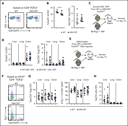 GM-CSF does not adversely affect Treg reconstitution during GVHD. (A) Representative dot plot depicting the percentage of CD4+Foxp3+ (GFP+) Tregs in the spleen of Foxp3EGFP vs GM-CSF−/− Foxp3EGFP mice. (B) Frequency and absolute number of CD4+ Tregs in spleens of Foxp3EGFP vs GM-CSF−/− Foxp3EGFP animals (n = 6 for each genotype). (C-D) TCR-β+ CD4+ GFP− cells (5 × 105) from WT or GM-CSF−/− FoxP3EGFP reporter animals were sort purified and transplanted along with 5 × 106Rag-1−/− BM cells into lethally irradiated Balb/c mice. (C) Experimental design. (D) The frequency and absolute number of H2-Kb+ TCR-β+ CD4+ EGFP+ induced Tregs in the liver, lung, and colon of mice 13 days posttransplantation. Data are from 3 independent experiments (n = 9-14 mice/group). (E-H) Lethally irradiated Balb/c mice were transplanted with 5 × 106 BM cells plus spleen cells (adjusted to yield an αβ+ T cell dose of 0.8 × 106) from WT or GM-CSF−/− 10bit/FoxP3EGFP double reporter mice. (E) Experimental design. (F) Representative dot plot depicting donor-derived CD4+ T cells in the colon that expressed FoxP3 (GFP) and/or IL-10 (Thy1.1). (G) The absolute number of CD4+ FoxP3+ Tregs in the liver, lung, and colon of mice. (H) The absolute number of CD4+ FoxP3− cells which expressed IL-10 (Tr1 cells) in these same tissues. Data in panels G and H are from 2 independent experiments (n = 9-10 per group). *P < .05.