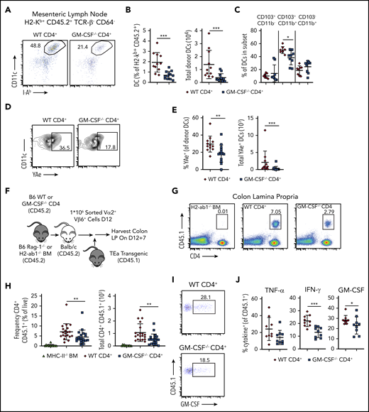 GM-CSF production by donor-derived CD4+ T cells promotes indirect alloantigen presentation. (A-E). Lethally irradiated Balb/c mice were transplanted with B6 Rag-1−/− BM alone (5 × 106) or together with 1 × 106 purified CD4+ T cells from WT or GM-CSF−/− mice. (A) Representative dot plot gated on donor-derived CD45.2+ TCRβ− CD64− mLN cells 13 days posttransplantation depicting coexpression of CD11c and class II (I-Ab). (B) Frequency and absolute number of dendritic cells in the mLN. Results are from 3 experiments with 11 to 13 mice/group. (C) Percentage of dendritic cells in the mLN that coexpressed CD103 and/or CD11b. Data are derived from 2 experiments with 8 to 9 mice/group. (D-E) Representative flow plots and quantification of the expression of host peptide-donor MHC-II complex (YAe) on donor-derived DCs (CD45.2+ TCRβ−, CD64− CD11c+ MHC-II+). Data are from 3 experiments (n = 11-14/group). (F-J) Lethally irradiated Balb/c mice were transplanted with B6 Rag-1−/− BM (5 × 106) together with 1 × 106 purified CD4+ T cells from WT or GM-CSF−/− mice. Control mice received H2-Ab1−/− (MHC-II-deficient) BM (5 × 106) and 1 × 106 purified CD4+ from WT B6 donors. Sort-purified CD45.1+ CD4+ Vα2+ Vβ6+ cells (1 × 106) from TEa mice were adoptively transferred to mice 12 days posttransplantation. (F) Experimental design. (G) Representative dot plot gated on live, singlet cells from the colons of mice receiving H2-Ab1−/− BM and WT CD4+ T cells or Rag-1−/− BM and either WT or GM-CSF−/− CD4+ T cells 7 days posttransfer. (H) The frequency (expressed as a percentage of total live colon lamina propria cells) and absolute number of CD45.1+ CD4+ TEa cells in the colon 7 days posttransfer. Results are from 3 experiments (n = 9-11 per group). (I) Representative flow plots gated on CD4+ CD45.1+ (ie, TEa) cells depicting GM-CSF production. (J) The percentage of CD45.1+ CD4+ TEa cells in the colon of mice that expressed IFN-γ, GM-CSF, or TNF-α 7 days posttransfer. Results are from 2 experiments (n = 9/group). *P < .05; **P < .01; ***P < .001.