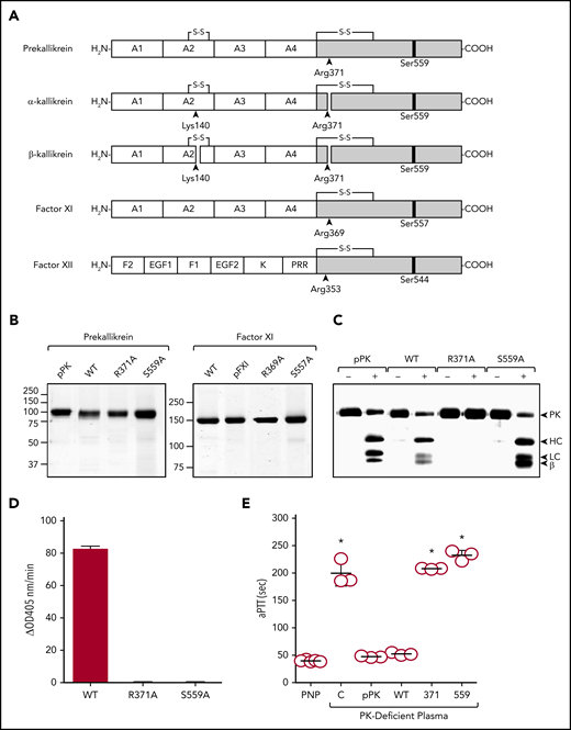 Recombinant proteins. (A) Schematic diagrams of contact activation proteases. Catalytic domains are indicated by gray boxes, and noncatalytic domains by white boxes. Positions of active site serine residues are indicated by black bars. Sites of proteolysis during activation are indicated by arrows, with black arrows indicating sites of cleavage required for full protease activity. PK is an 86-kDa polypeptide that is cleaved after Arg371 to form α-kallikrein (PKa). A second cleavage after Arg140 produces β-kallikrein in some experiments. FXI is a 160-kDa dimer of two 80-kDa polypeptides (1 shown). It is converted to FXIa by cleavage after Arg369. The noncatalytic portions of PK and FXI contain 4 apple domains, designated A1 to A4 from the N-terminus. FXII is an 80-kDa polypeptide. Cleavage after Arg353 is responsible for formation of the protease αFXIIa. The noncatalytic portion of FXII contains fibronectin type 2 (F2), epidermal growth factor (EGF), fibronectin type 1 (F1), and kringle (K) domains, and a proline–rich region (PRR). (B) Nonreducing SDS-PAGE of ∼2-μg samples of purified PK or FXI. Left panel, Plasma PK (pPK), recombinant wild-type PK (WT), and PK variants with alanine replacing Arg371 (PK-R371A or R371A) or Ser559 (PK-S559A or S559A). Right panel, Plasma FXI (pFXI), recombinant wild-type FXI (WT), and FXI variants FXI-R369A (R369A) or FXI-S557A (S557A). (C) Plasma PK, PK-WT, PK-R371A, or PK-S559A, 200 nM, were incubated with (+) or without (−) 40 nM FXIIa at 37°C. After 10 minutes, reactions were stopped with reducing sample buffer, size fractionated by SDS-PAGE, and analyzed by western blot using polyclonal anti-PK IgG. For panel B, positions of molecular mass standards in kilodaltons are shown to the left of the images. For panel C, positions of standards for PK, the heavy chain (HC) and light chain (LC) of PKa, and a fragment representing part of β-kallikrein are shown at the right of the figure. (D) Cleavages of S-2302 by PK-WT, PK-R371A, or PK-S559A after digestion with FXIIa as described in panel C (FXIIa was blocked with 1 μM CTI). (E) Clotting times in an aPTT assay for pooled normal plasma (PNP), PK-deficient plasma (C) or PK-deficient plasma supplemented with plasma-derived PK or with recombinant PK-WT (WT), PK-R371A (371), or PK-S559A (559). Each symbol indicates 1 clotting time and the horizontal bars indicate means for each group ± 1 standard deviation. *P ≤ .05 compare with pooled normal plasma. HC, heavy chain; LC, light chain.