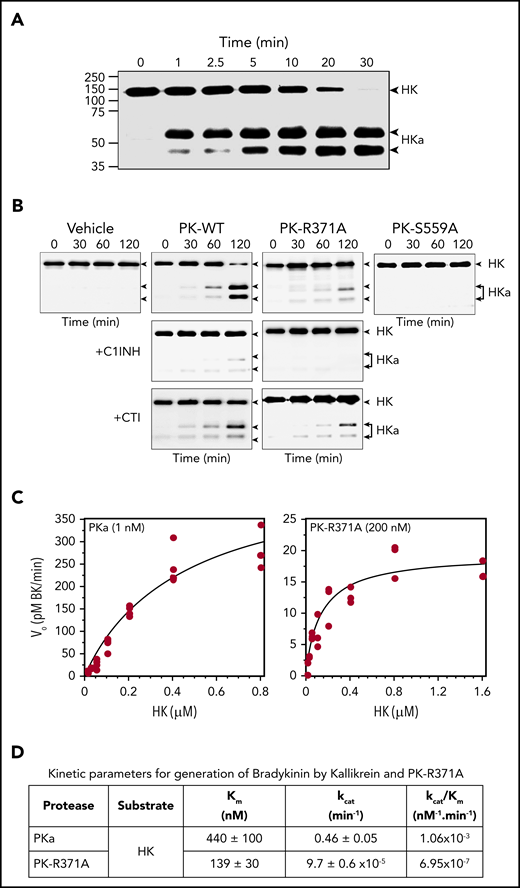 HK cleavage by PKa and PK. Western blots of time courses of cleavage of HK (200 nM) by (A) PKa (2 nM) or (B) recombinant PK species (200 nM) in PBS at 37°C. In panel B, “vehicle” indicates reactions without PK. Some reactions in panel B were run in the presence of 750 nM C1INH or 750 nM CTI. At indicated time points, samples were removed into reducing sample buffer, size fractionated by SDS-PAGE, and analyzed by western blotting using polyclonal anti-HK IgG. Positions of standards for uncleaved HK (HK) and heavy and light chains of cleaved HK (HKa) are indicated at the right of each image. (C) Varying concentrations of HK were incubated with 1 nM α-kallikrein (left panel) or 200 nM PK-R371A (right panel) in PBS at 37°C. After 2 hours of incubation, reactions were stopped by ice-cold ethanol and BK concentration was determined by ELISA. Each point represents a single measurement. (D) Kinetic parameters for cleavage of HK by PKa or PK-R371A determined from the curves in panel C.